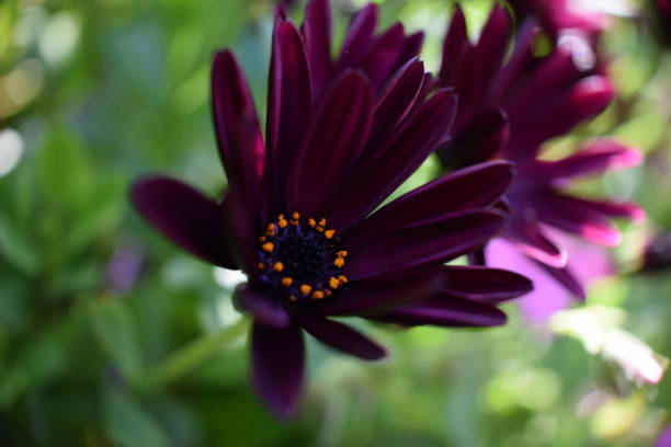 Purple Osteospermum Flower (Macro Photography) stock photo