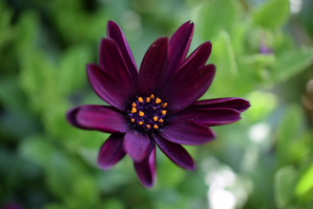 Purple Osteospermum Flower stock photo