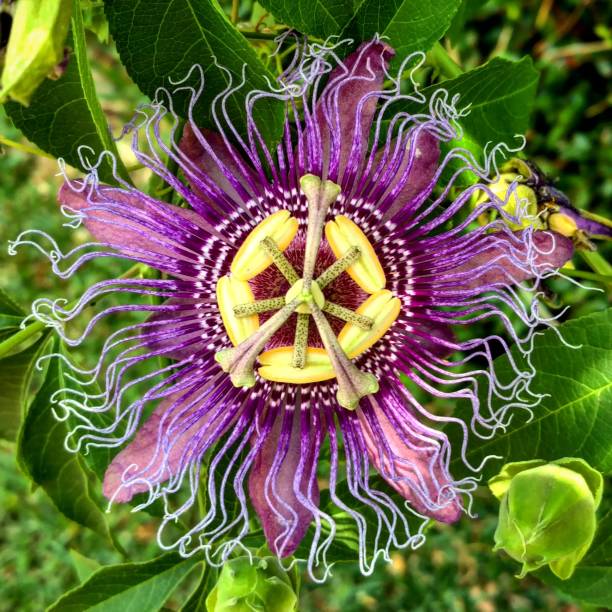 Purple Passiflora, Clear Lake City, Texas stock photo