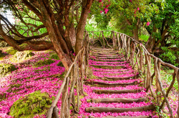 Purple petals on the ground The staircase taken along the path is covered by the pink and purple petals fallen from the laurel in bloom garden path stock pictures, royalty-free photos & images