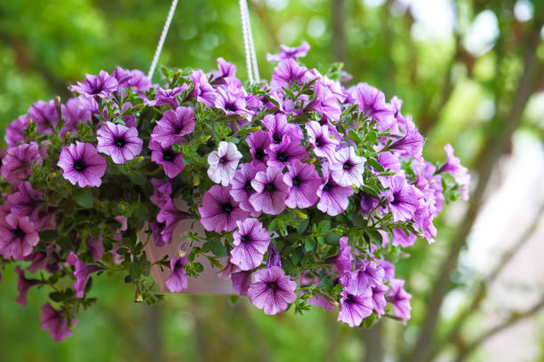 purple petunia flowers in the garden stock photo