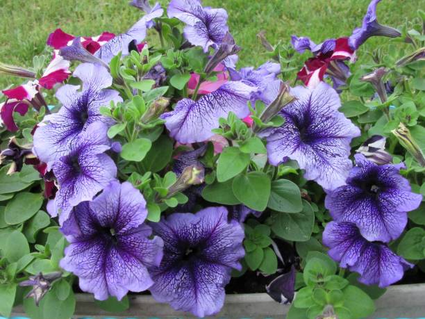 Purple petunia patch stock photo