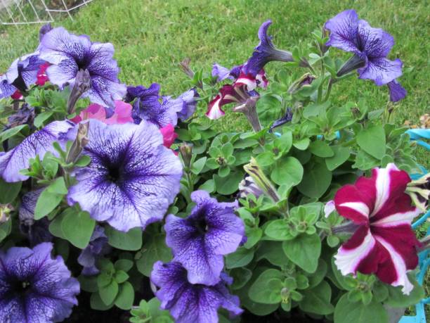 Purple petunias in bloom stock photo