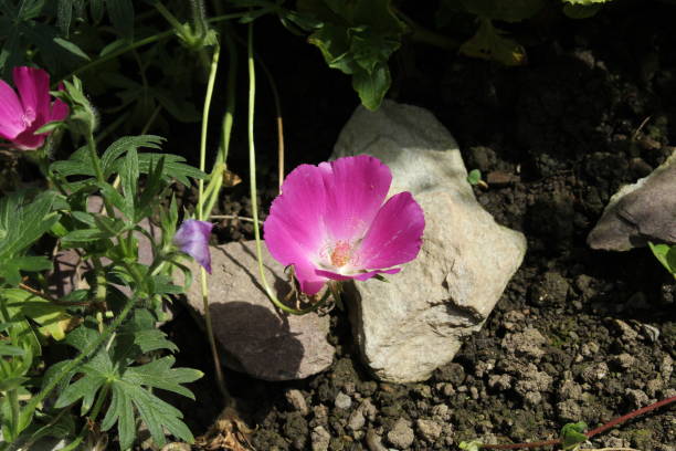 "Purple Poppy Mallow" flower - Callirhoe Involucrata stock photo
