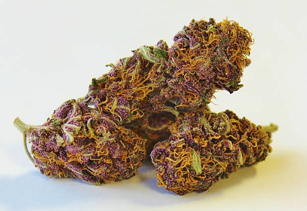 Purple Power Plant Marijuana Closeup stock photo