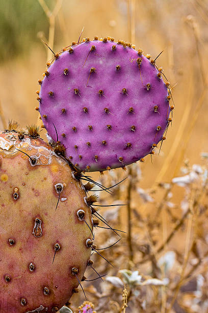 Purple Prickly Pear Cactus stock photo