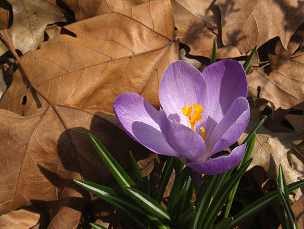 Purple Spring Saffron Crocus Poking Through Dead Leaves stock photo
