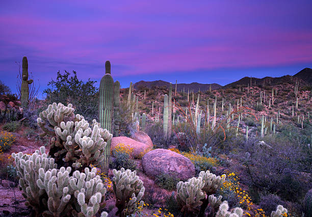 purple sunset over the saguaro desert - het zuidwesten van de verenigde staten stockfoto's en -beelden