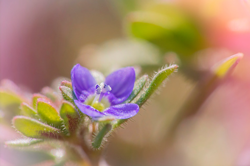 A tiny purple flower shot in spring using macro lenses. Along with the petals, all the details revealed by sunlight are visible.