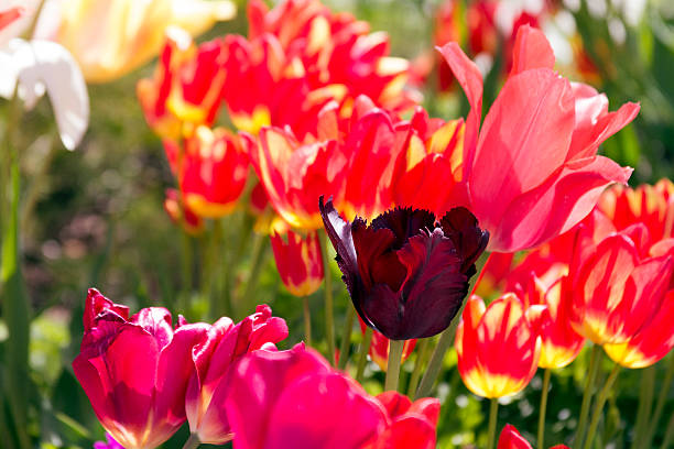 Purple tulip between others stock photo
