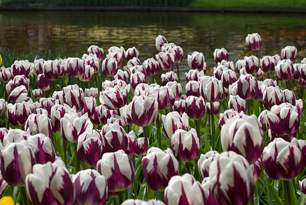 Purple Tulips at the Keukenhoff Garden stock photo
