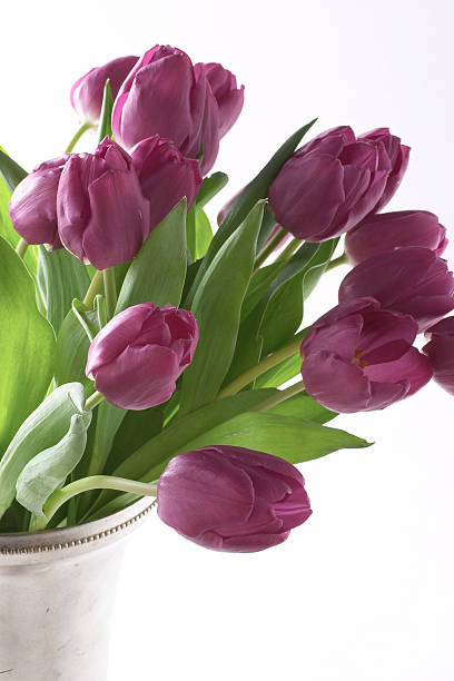 Purple Tulips II stock photo