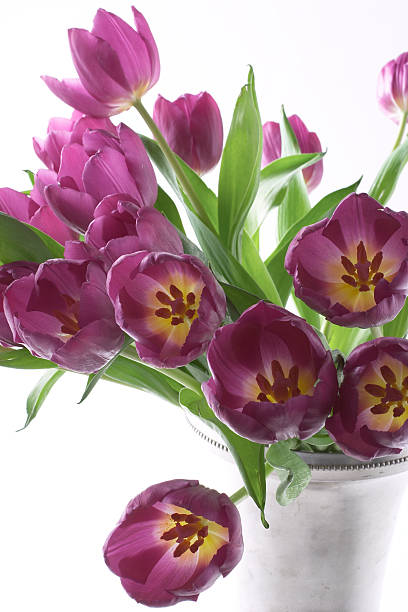 Purple Tulips VIII stock photo