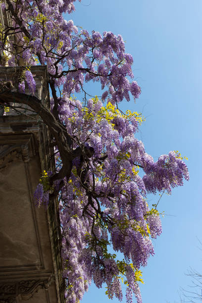 Purple Wisteria, climbing plant, in full bloom. House wall in Milan, Italy stock photo