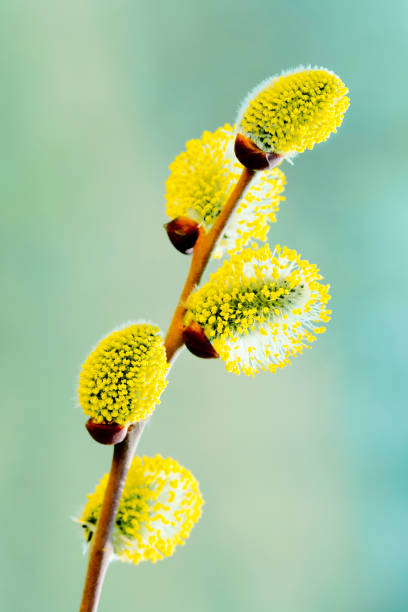 Pussy willow catkins stock photo