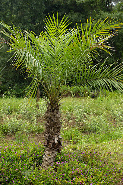 Pygmy Date Palm (Phoenix roebelenii) stock photo