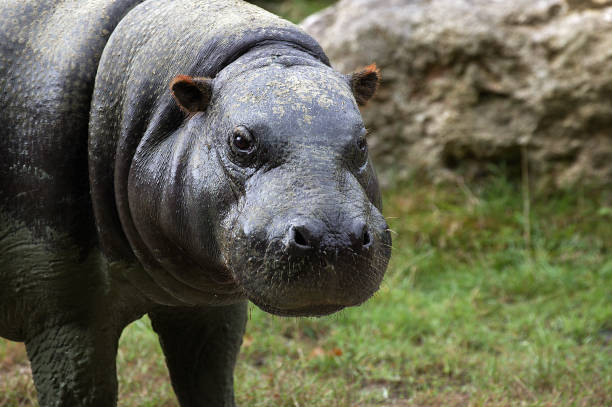Pygmy Hippopotamus, choeropsis liberiensis, Portrait of Adult stock photo