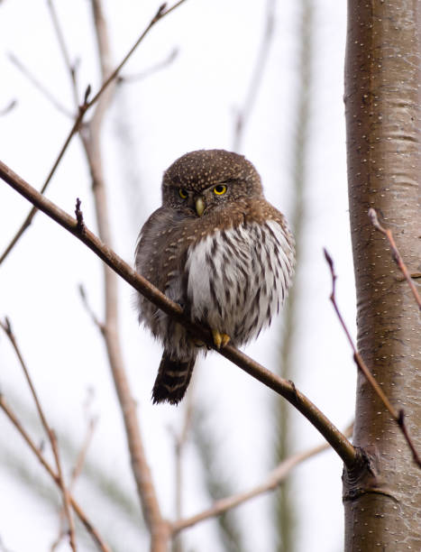 Pygmy Owl stock photo