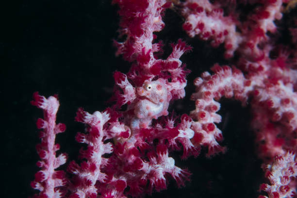Pygmy SeaHorse stock photo