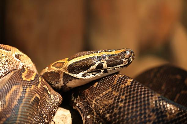 Python, African Rock stock photo