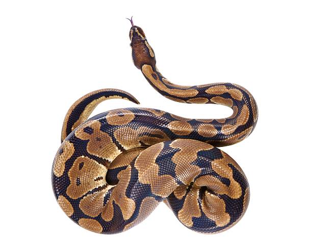 Python regius with tongue sticking out, on white background Python regius with tongue sticking out, on white background, it is also known as royal python or ball python snake with its tongue out stock pictures, royalty-free photos & images