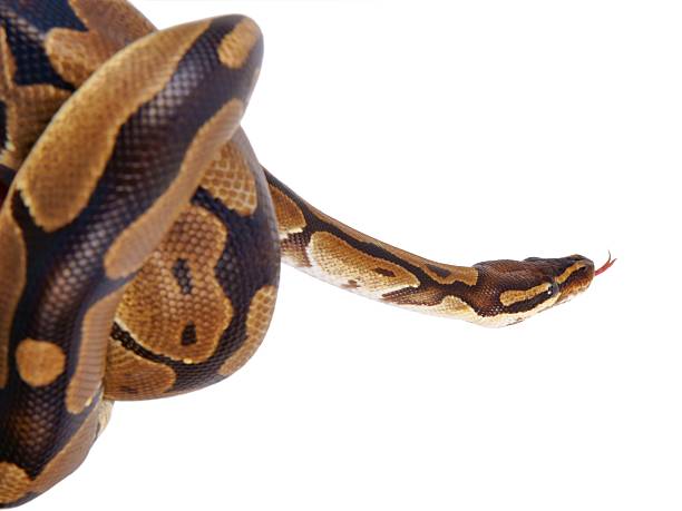 Python regius with tongue sticking out, on white background Python regius with tongue sticking out, on white background, it is also known as royal python or ball python snake with its tongue out stock pictures, royalty-free photos & images