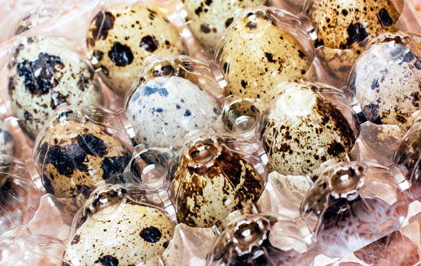 quail eggs in a plastic package, a source of vitamins stock photo