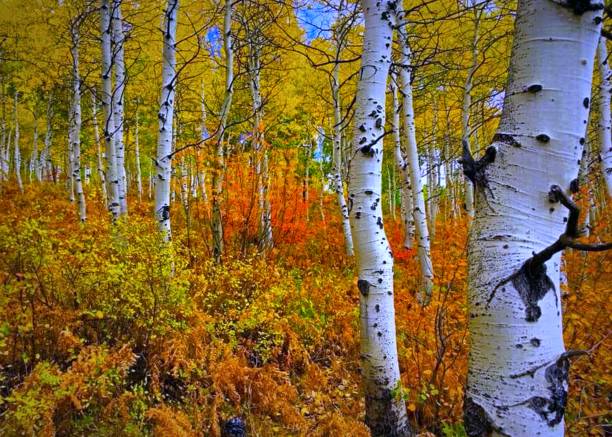 Photo of Quaking Aspen in autumn, natural background - stock photo