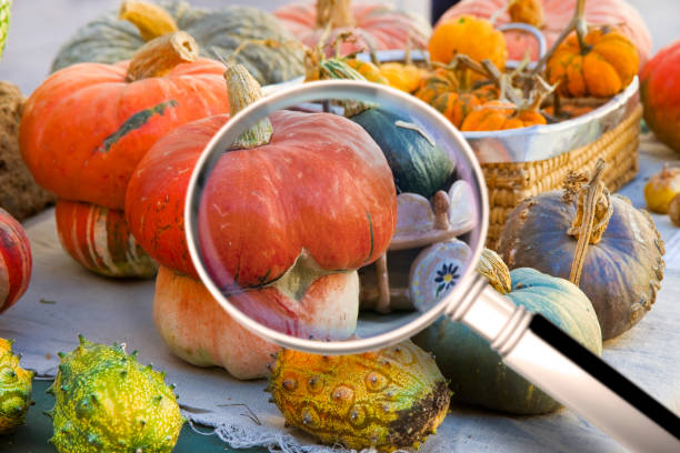 quality control about pumpkins - haccp (hazard analyses and critical control points) concept image with pumpkins seen through a magnifying glass - focus on nutritional properties - haccp imagens e fotografias de stock