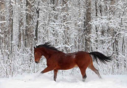 quarter-horse-galloping-in-new-fallen-snow-picture-id803025776?k=6&m=803025776&s=170667a&w=0&h=pkFXlOtC4GK-DJcvv-T7TGR7NMGn9Go75DvhQVc0Z-0=
