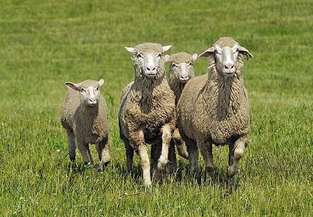 Quartet of Running Sheep stock photo