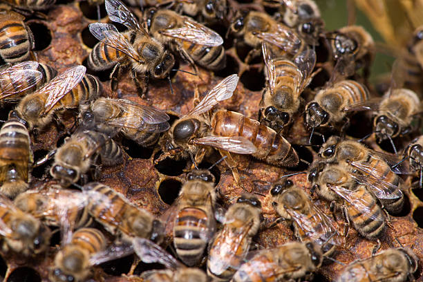 Queen bee working in their hive stock photo