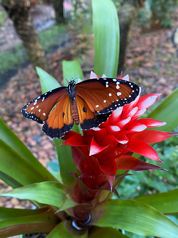 Queen Butterfly on a red Bromeliad