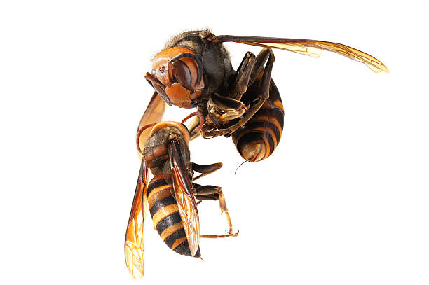 queen of Japanese giant hornet vs vespa ducalis Vespa mandarinia murder hornet stock pictures, royalty-free photos & images