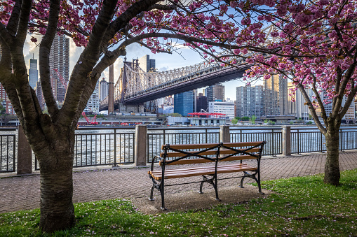 Queensboro Bridge and Midtown Manhattan shot from Roosevelt Island. An empty bench sits in the foreground with cherry blossoms overhead