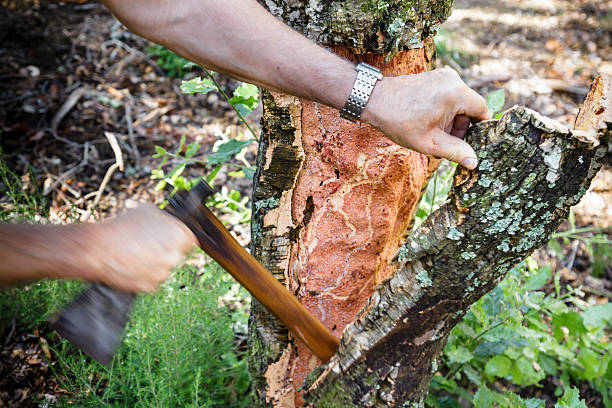 Quercus Suber Extraction of the bark of the  cork oak for the obtaining cork cork stopper stock pictures, royalty-free photos & images