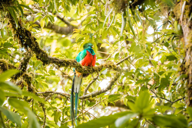 Quetzal male Costa Rica Quetzal is sitting in a tree in Monteverde cloud forest quetzal stock pictures, royalty-free photos & images