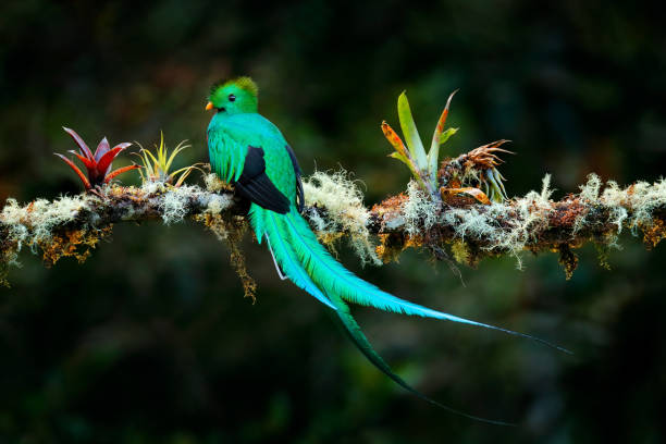Quetzal, Pharomachrus mocinno, from  nature Costa Rica with pink flower forest. Magnificent sacred mystic green and red bird. Resplendent Quetzal in jungle habitat. Wildlife scene from Costa Rica. stock photo