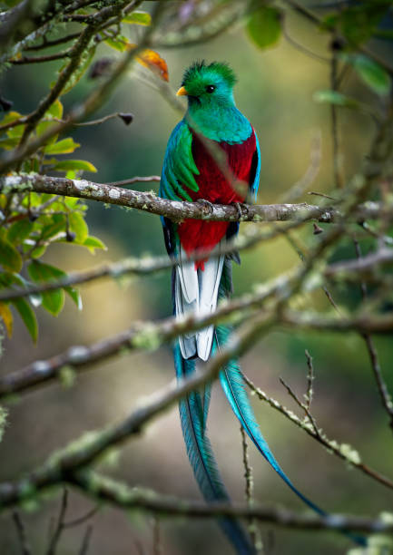 Quetzal - Pharomachrus mocinno male - bird in the trogon family. It is found from Chiapas, Mexico to western Panama. It is well known for its colorful plumage, eating wild avocado. Quetzal - Pharomachrus mocinno male - bird in the trogon family. It is found from Chiapas, Mexico to western Panama. It is well known for its colorful plumage, eating wild avocado. quetzal stock pictures, royalty-free photos & images