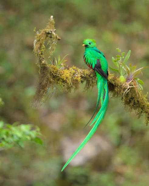 quetzal Resplendent quetzal in its pre-nest innkeeper quetzal stock pictures, royalty-free photos & images