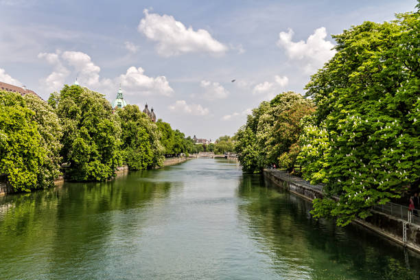 Quiet flowing river surrounded by trees in summer The slowly flowing river Isar in Munich river isar stock pictures, royalty-free photos & images