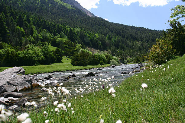 quiet gentle field beside a mountain stream  stay calm stock pictures, royalty-free photos & images