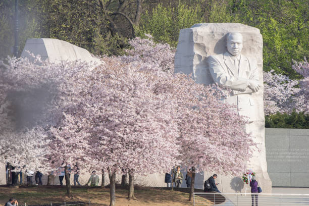 Quiet  time at the MLK Memorial Cherry trees are in full bloom at the Marting Luther King, Jr., Memorial at the Tidal Basin in Washington, DC. mlk memorial stock pictures, royalty-free photos & images