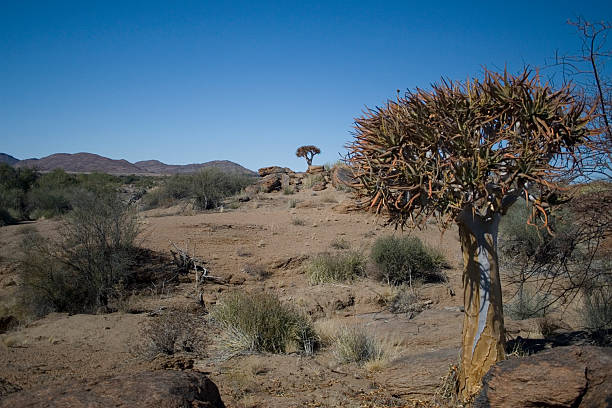 Quiver Tree A Quiver Tree in the Kalahari Desert augrabies falls national park stock pictures, royalty-free photos & images