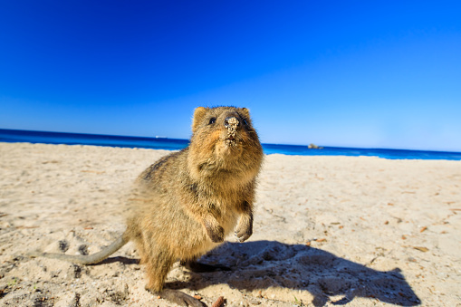 Quokka on the beach