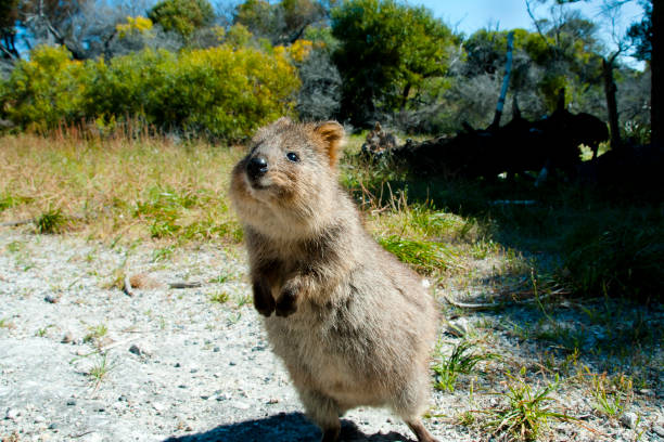 946 Quokka Stock Photos, Pictures &amp; Royalty-Free Images - iStock