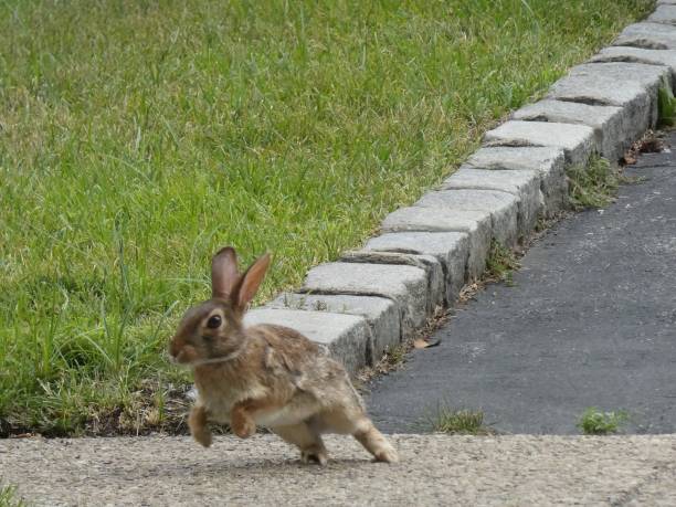 kanin 3 - bunny jumping bildbanksfoton och bilder