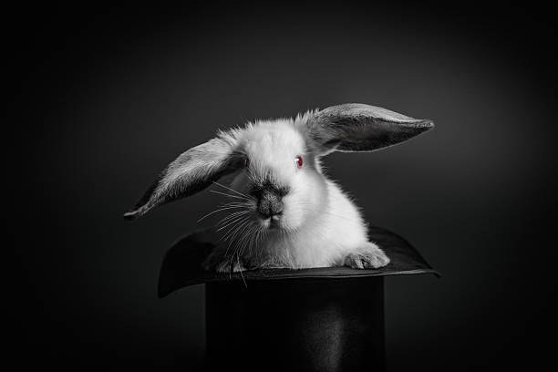 rabbit and a hat - trolleri djur bildbanksfoton och bilder