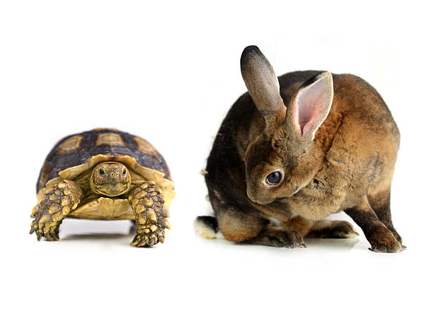 rabbit and  turtle  on a white background stock photo