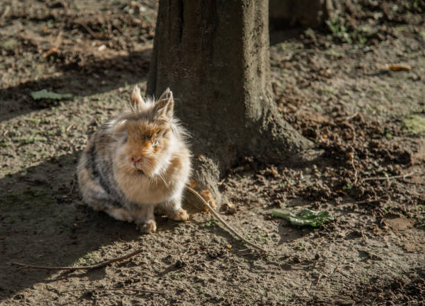 Rabbit angora in his enclosure. Rabbit angora in his enclosure, resting in the sun. rabbit hutch stock pictures, royalty-free photos & images
